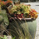 Award winner - Center for Urban Horticulture, UofW Botanical Garden, Container Design Contest